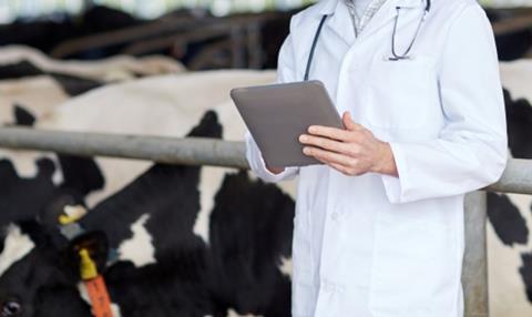 Vet inspecting cows