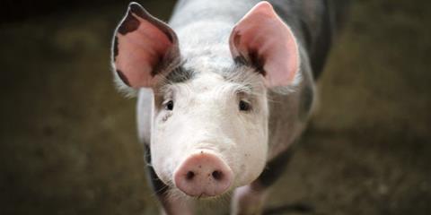 Pig