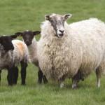 Scotch Lamb.