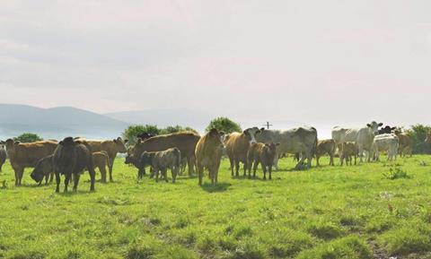 Cattle in field 