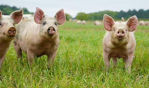 Tulip Ltd showcases highest animal welfare standards 1