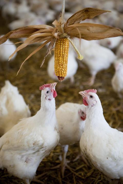 Chickens with enrichment credit RSPCA 