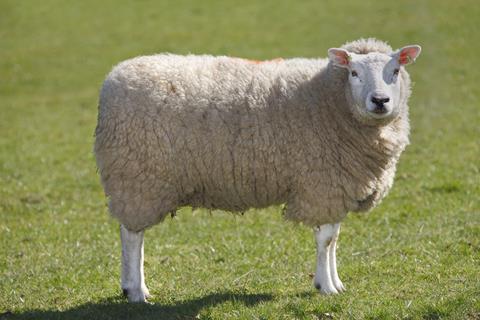 Single sheep in field