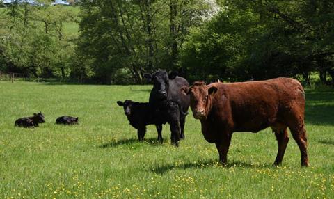 HCC21051 New report sheds light on future of beef farming 