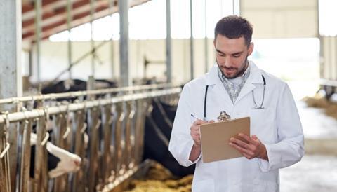 Vet inspecting cows