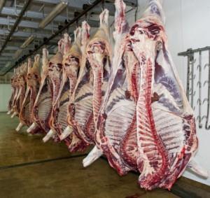 Abattoir shot