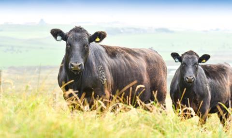 Aberdeen Angus cows credit AACS