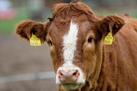 Calf