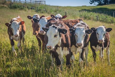 cow 3094242 