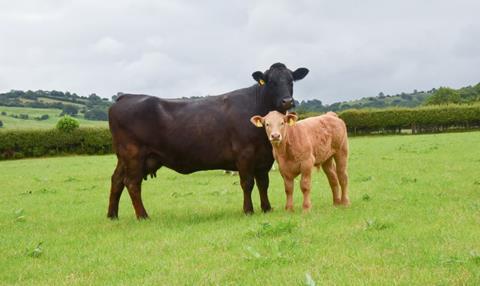 HCC21038 Cattle prices exceed averages and expectations