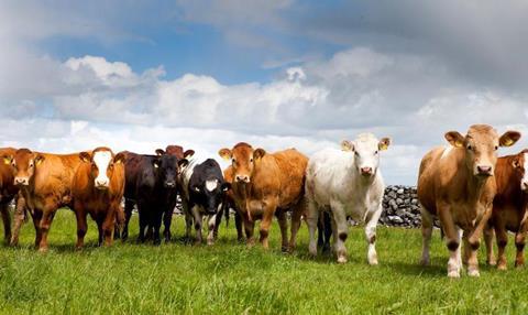 Irish Beef Mixed Herd m