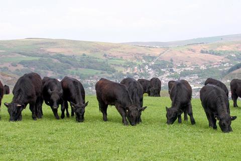 Welsh Black cattle