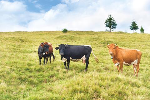 Cattle in field