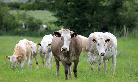 LMC cattle grazing