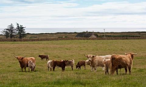 Angus Cows 1