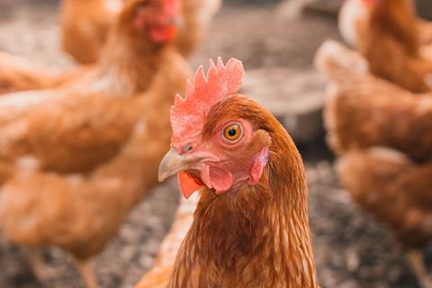 Chicken looking at camera