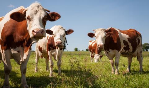 cows in field