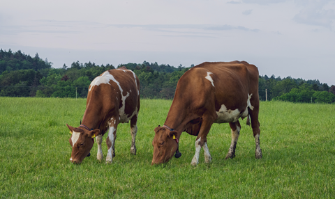 cows grazing pexels cropped