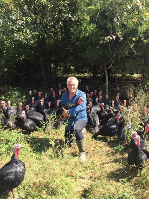 Paul Kelly with a flock of Kellybronze turkeys in Virginia USA 