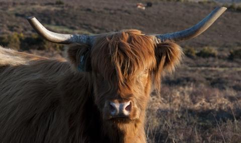 Scotland Highland Cow MM 1