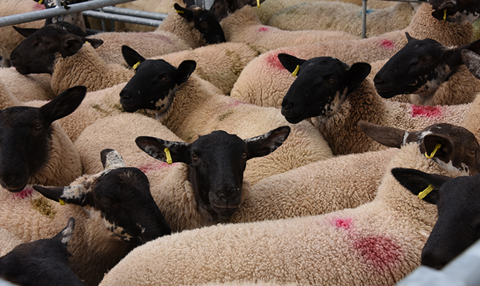 HCC23004 New Analysis Launched of Challenging Picture for Sheep Sector