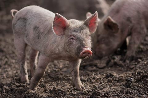 Pig in mud