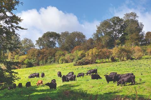 Cattle grazing in a sunny field