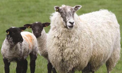 Scotch LAmb from QMS