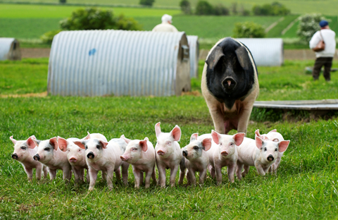 helen browning organic pigs 