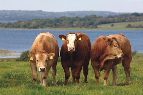 Cattle-with-water-in-the-background