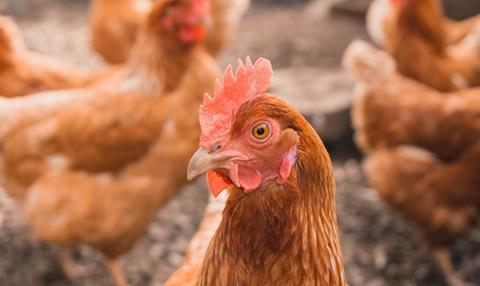 Chicken looking at camera unsplash Copy 