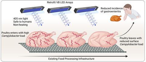 Campylobacter study_VB PDI fig - University of Reading