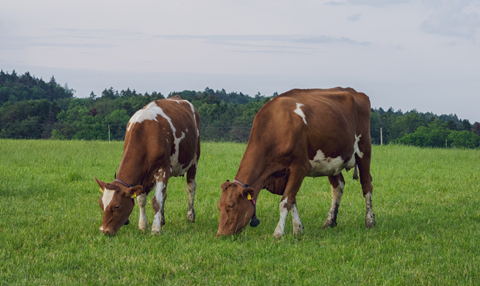 cows grazing pexels cropped 