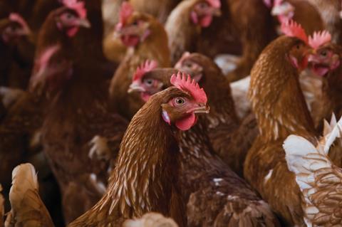 Poultry farm
