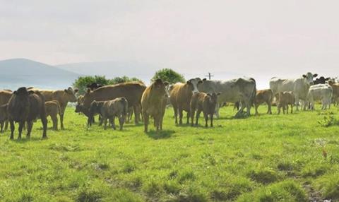 Cattle in field  1