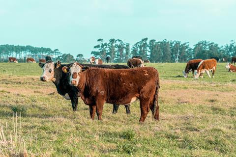 Brazil Cows IMS Conference