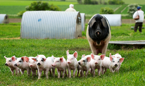 helen browning organic pigs  1