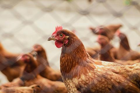 Chicken behind fence