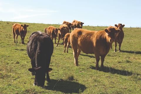 Cattle in Field