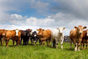 Irish Beef Mixed Herd m 