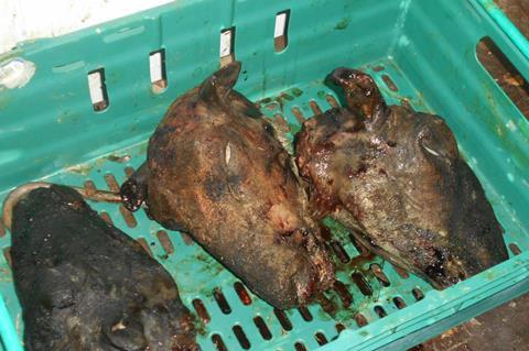 Unfit meat found by Southwark Council