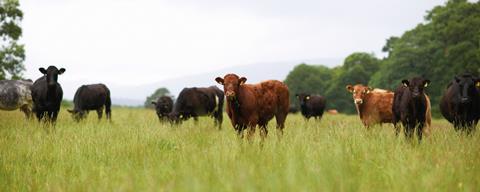 Cows in a field