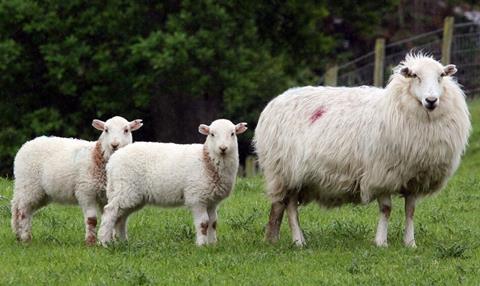 HCC Lamb prices Copy