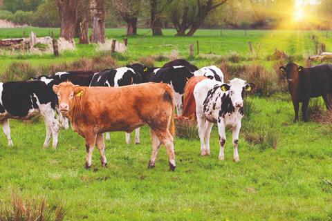 Livestock cattle