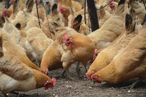 Chickens pecking the ground