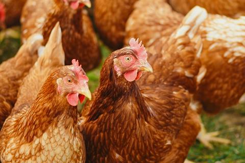 Chickens