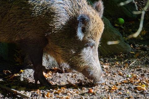 Wild boar.