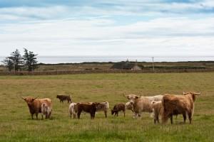 Angus Cows 