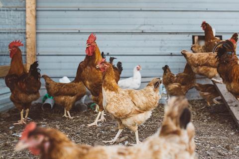 Chicken in coop unsplash