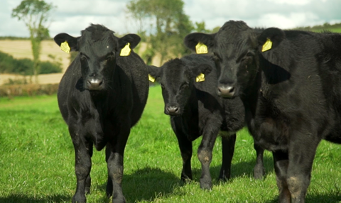 Calf Registrations LMC NI Copy 